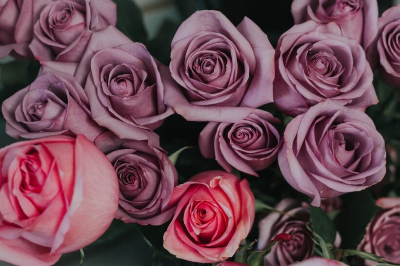 Hình ảnh hoa hồng tím đẹp tặng người yêu