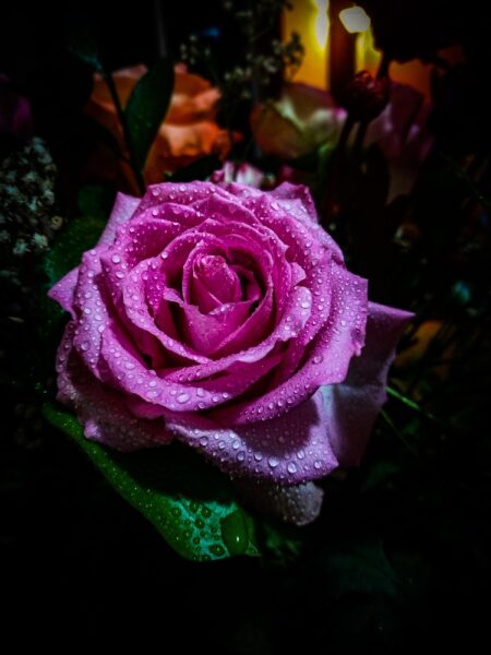 Hình ảnh hoa hồng tím đọng nước