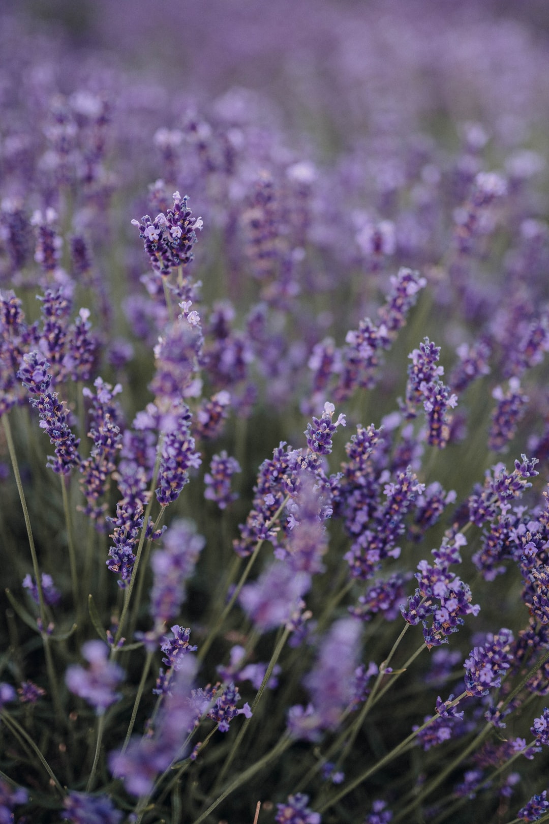 Hình ảnh, ý nghĩa hoa Lavender - Oải Hương tím thủy chung