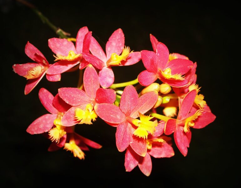 Hình ảnh hoa phong lan hồng nhị vàng