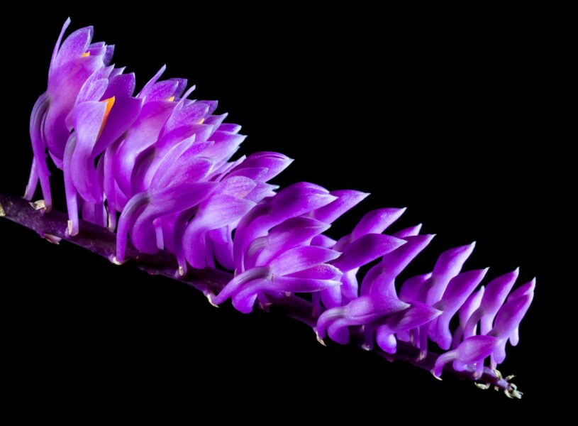 Hình ảnh hoa phong lan tím đẹp