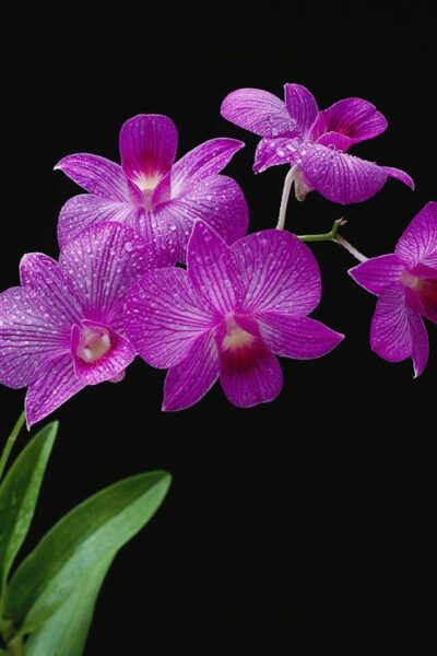 Hình ảnh hoa phong lan tím đẹp đơn giản