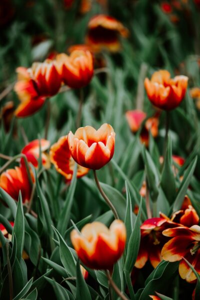 Hình ảnh hoa tulip đầy nghệ thuật