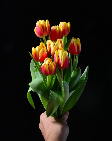 Hình ảnh hoa tulip làm hình nền đẹp