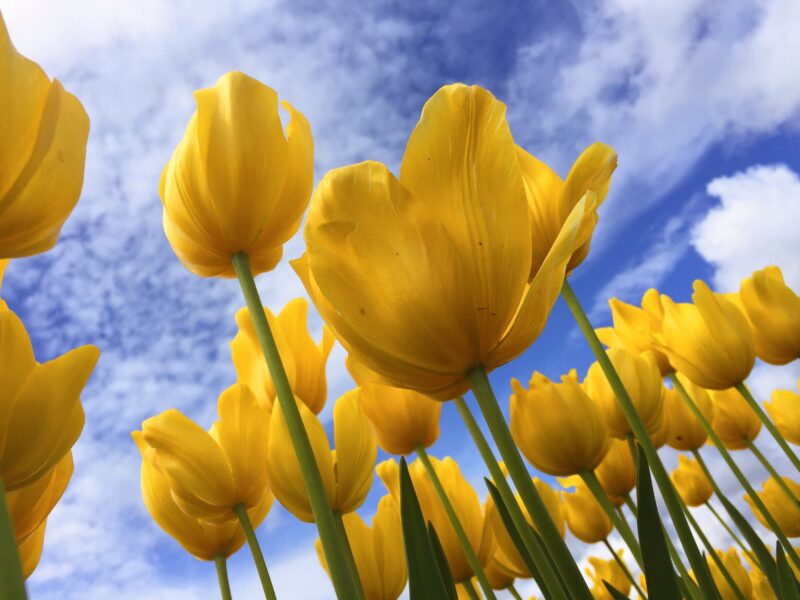 Hình ảnh hoa tulip màu vàng