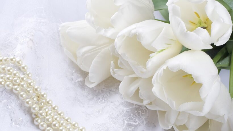 hình ảnh màu trắng về bông tulip trắng