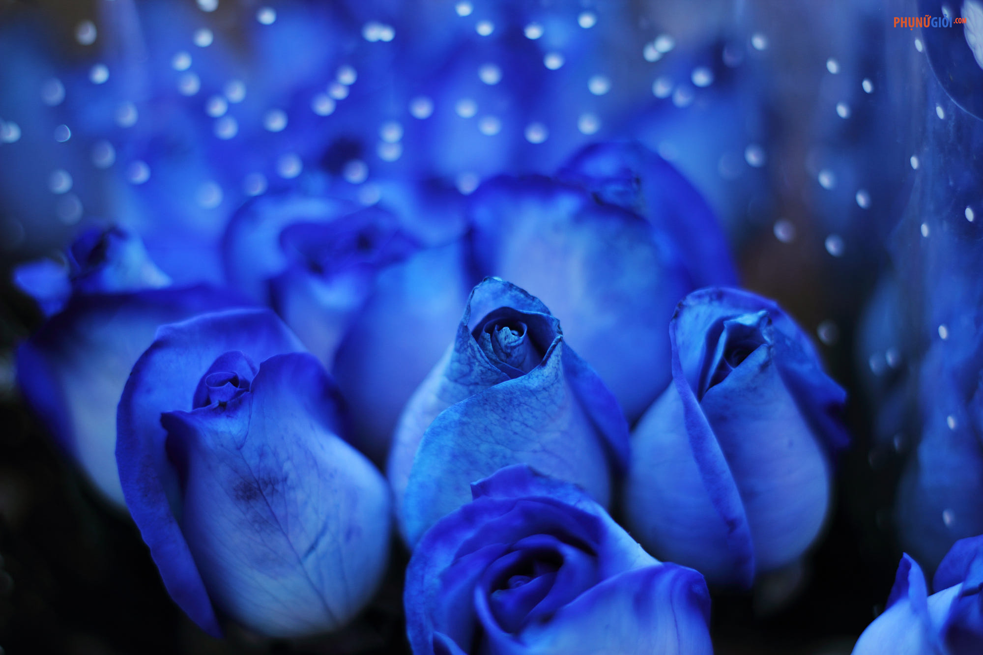 Hoa Hồng Xanh: Hoa hồng xanh là biểu tượng cho sự trẻ trung và tươi mới. Những cánh hoa xanh đậm sẽ khiến bạn cảm thấy thật khác biệt và đặc biệt hơn.