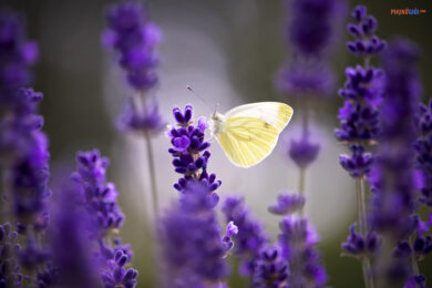 hình ảnh ý nghĩa hoa lavender oải hương