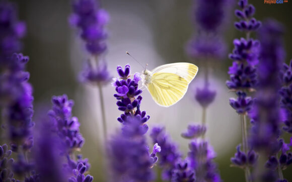 hình ảnh ý nghĩa hoa lavender oải hương