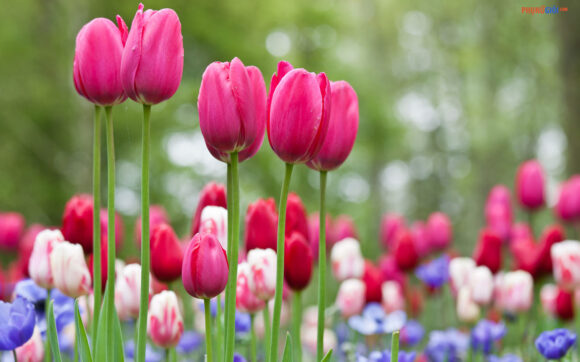 hình ảnh ý nghĩa hoa tulip