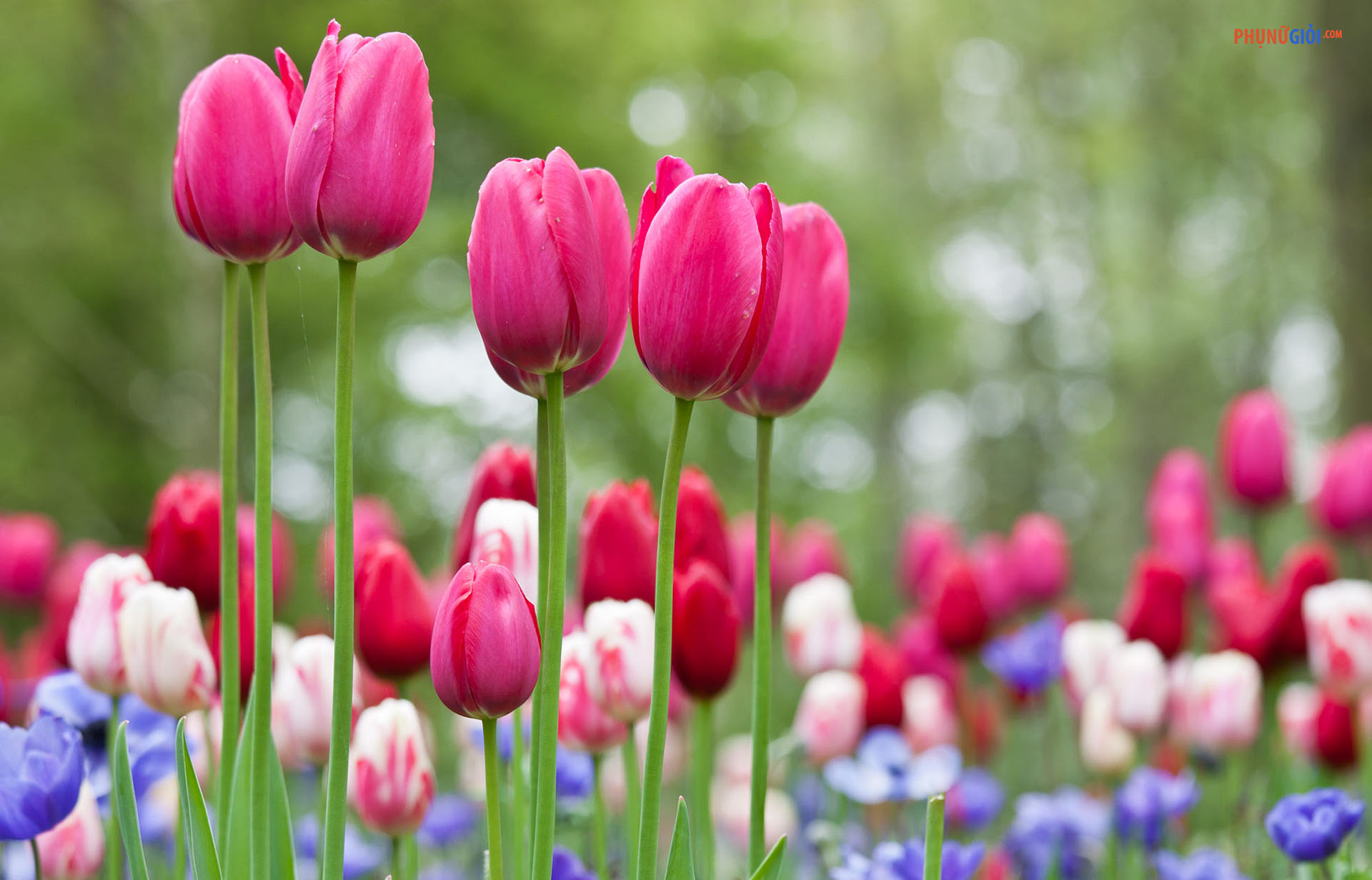 30 Hình Ảnh Hoa Tulip Đẹp nhất làm ảnh nền máy tính và điện thoại  THCS  Võ Thị Sáu