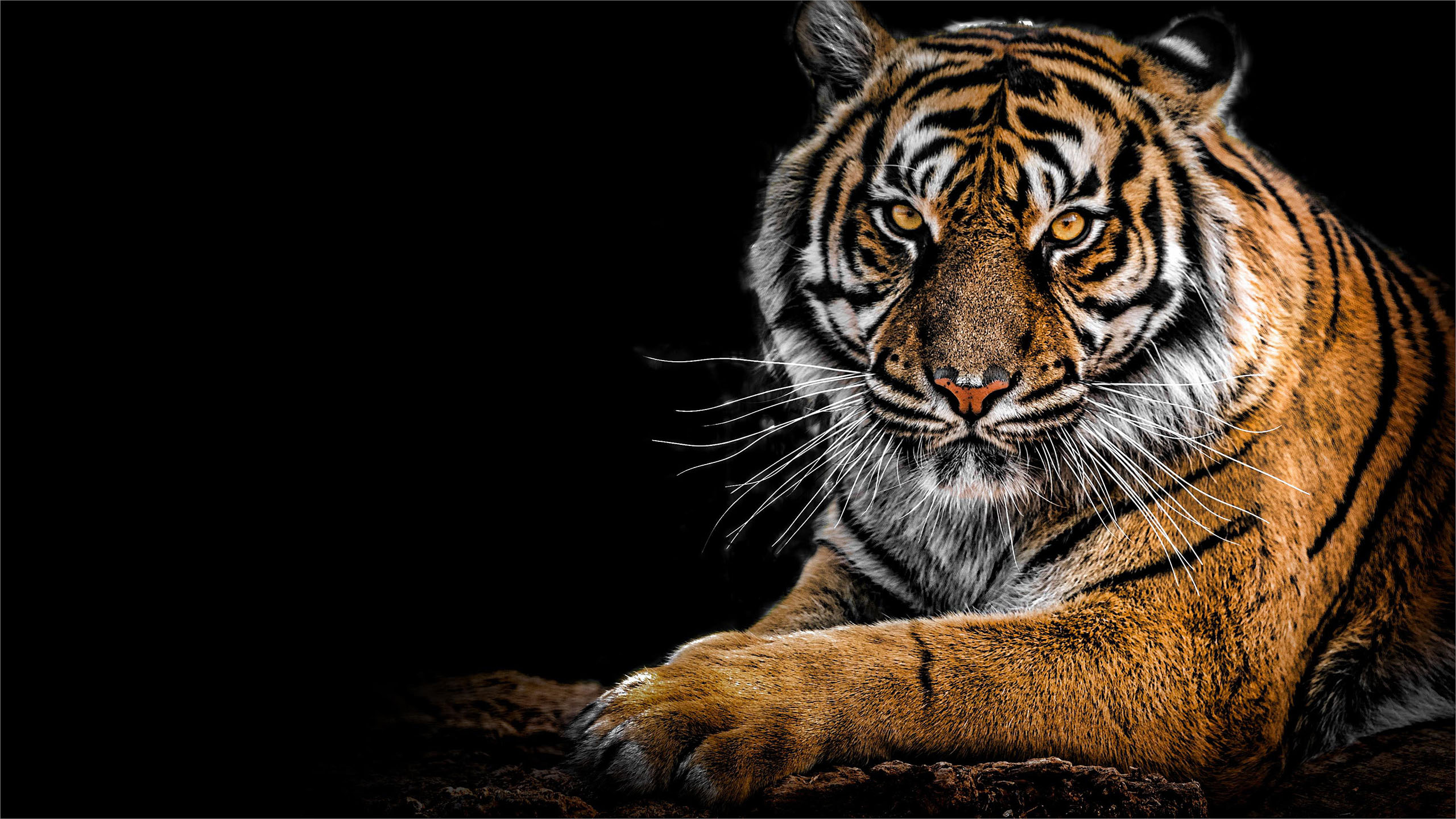 Tải hình nền con hổ full-HD, 4K hung dữ và mạnh mẽ