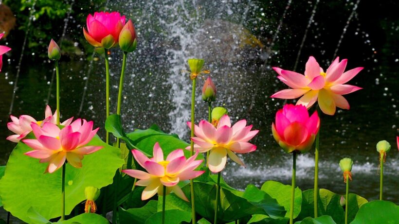 hình nền hoa sen bên cạnh thác nước