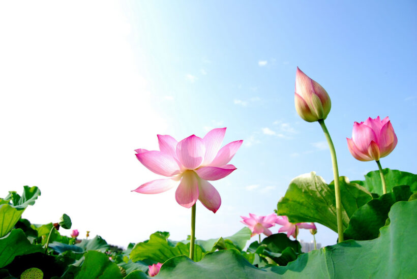 Pictures Of Lotus Flowers Lotus Flowers