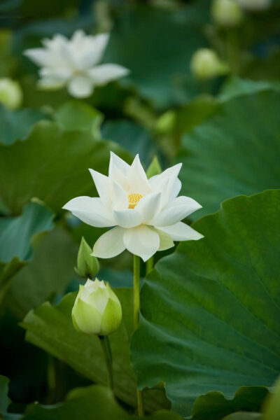 hình nền hoa sen trắng nở giữa hồ