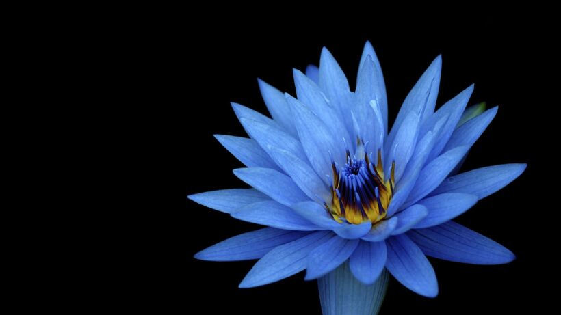 hình nền hoa sen xanh cho máy tính