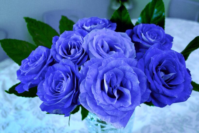 Hoa hồng xanh