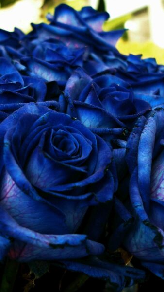Những bông hồng xanh tuyệt đẹp