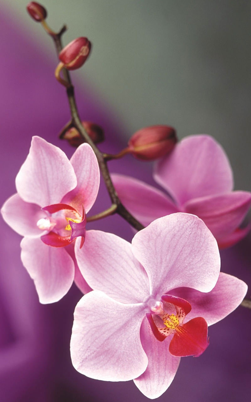 Chia sẻ hơn 88 hình nền hoa lan đẹp cho điện thoại siêu hot ...