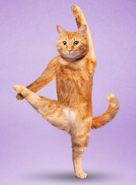 ảnh avatar hài hước con mèo tập yoga