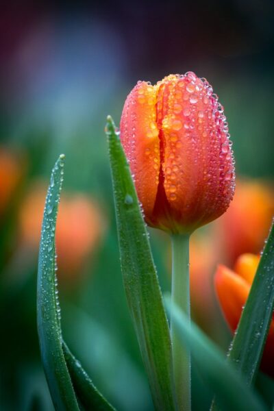 ảnh giọt nước trên bông hoa tulip