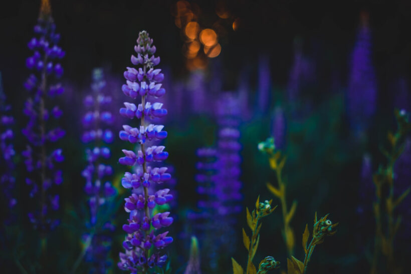 ảnh thiên nhiên buồn về hoa lavender