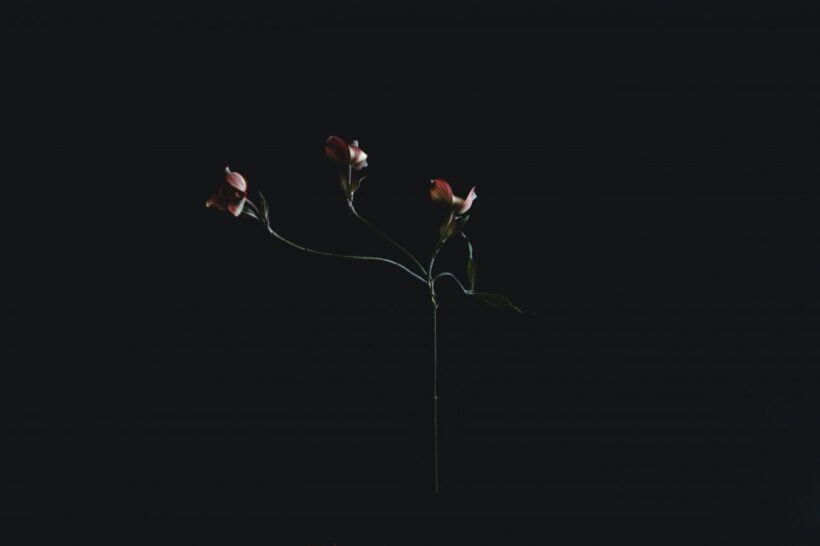 avatar đen một cành hoa