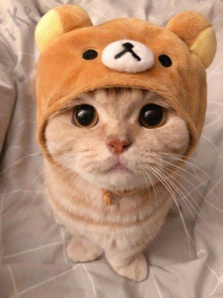 hình ảnh avatar chú mèo dễ thương, cute