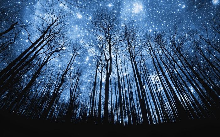 Hình ảnh bầu trời đêm trong rừng