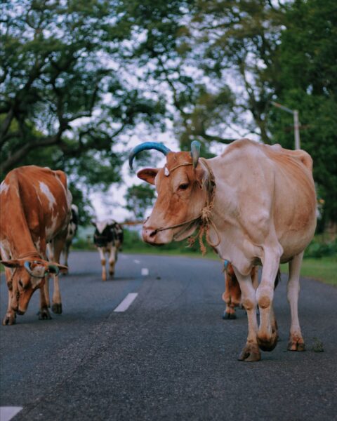 hình ảnh bò đang đi trên đường
