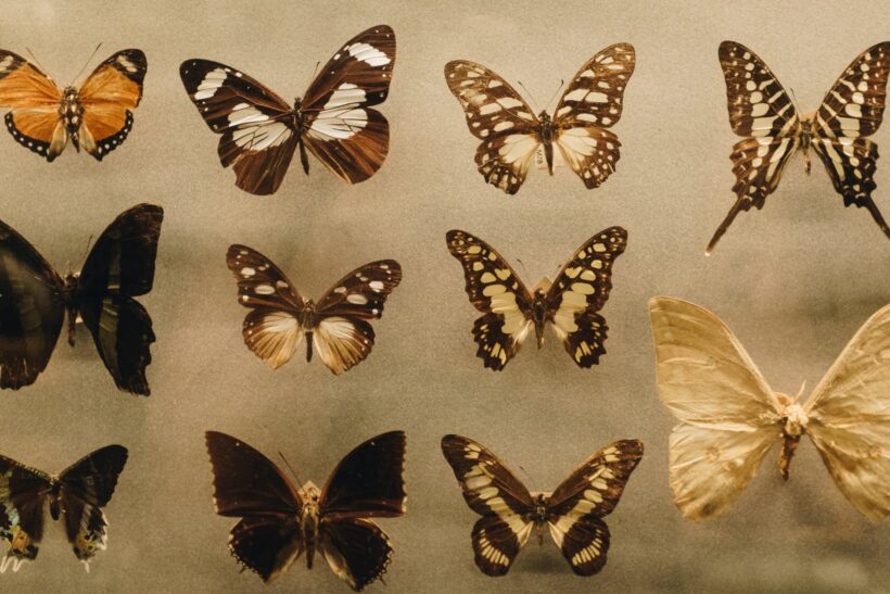 hình ảnh bộ sưu tập bướm đẹp