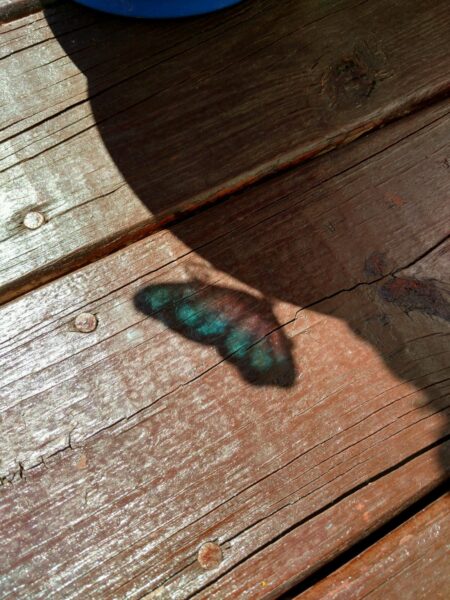 hình ảnh cái bóng của con bướm
