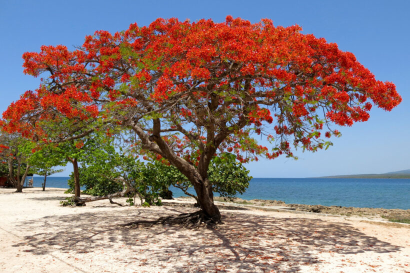 Hình ảnh cây phượng tỏa sắc bên bãi biển