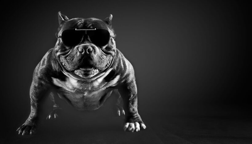 hình ảnh chó pitbull cơ bắp và hài hước