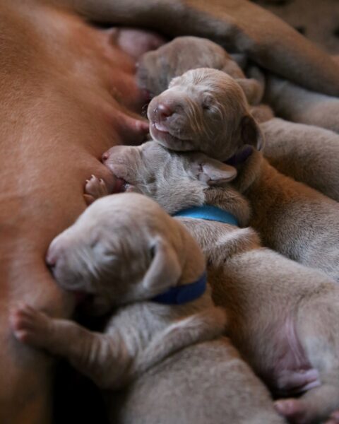 hình ảnh chó pitbull con đang bú sữa mẹ