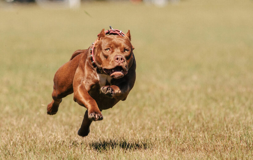hình ảnh chó pitbull đang chạy