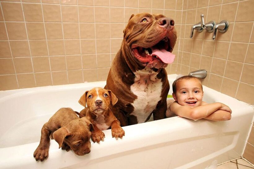 hình ảnh chó pitbull đang tắm cùng trẻ em