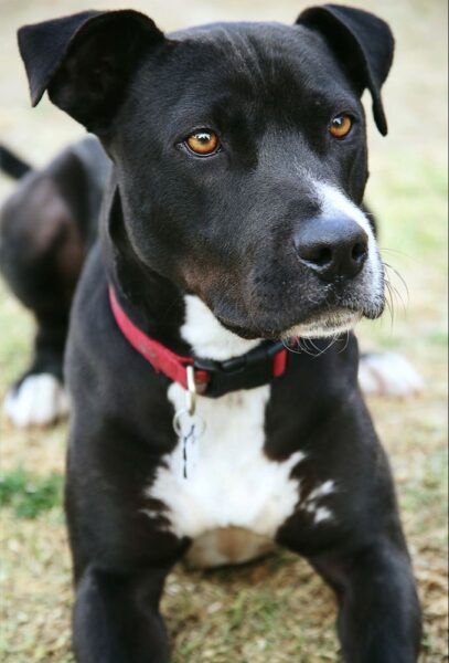 hình ảnh chó pitbull màu đen trắng
