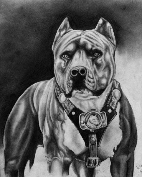 hình ảnh chó pitbull vẽ
