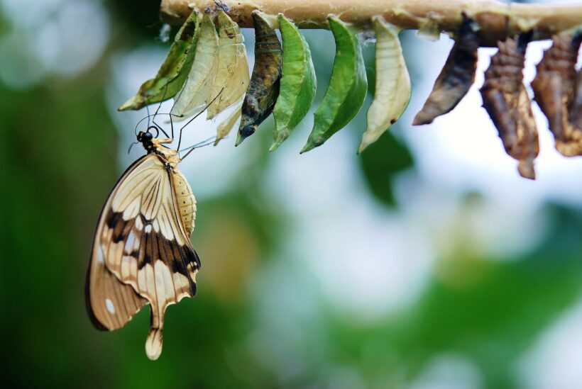 hình ảnh con bướm chui ra từ kén