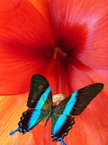 hình ảnh con bướm đậu trên bông hoa dâm bụt