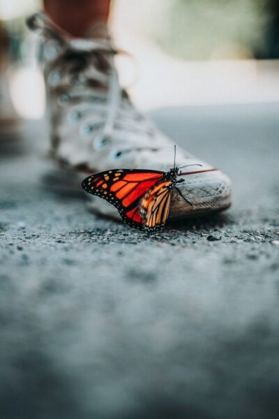 hình ảnh con bướm đẹp đậu trên chiếc giày