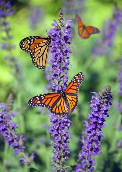 hình ảnh con bướm đẹp đậu trên hoa lavender