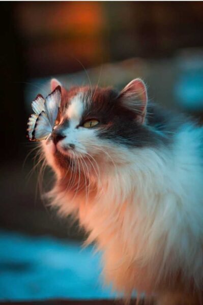 hình ảnh con bướm đẹp và chú mèo
