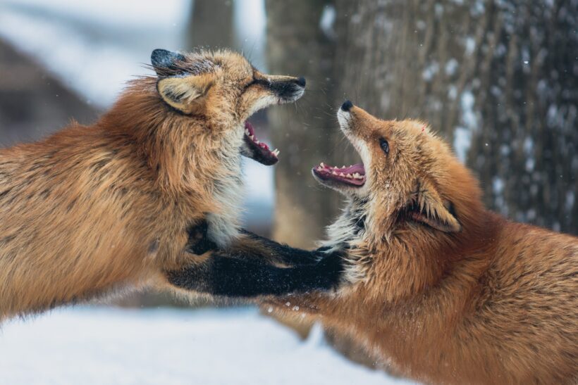 hình ảnh con cáo đang đánh nhau