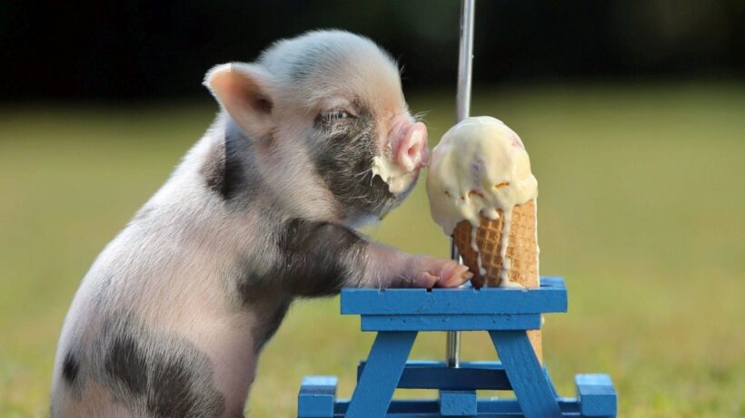 Hình ảnh con lợn đang ăn kem