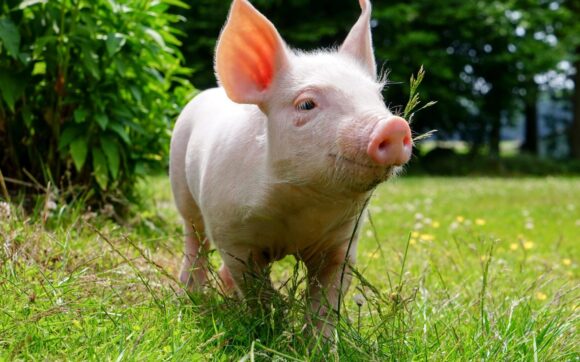Hình ảnh con lợn đi dạo trên bãi cỏ