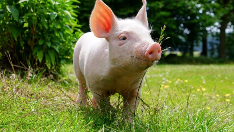 Hình ảnh con lợn đi dạo trên bãi cỏ