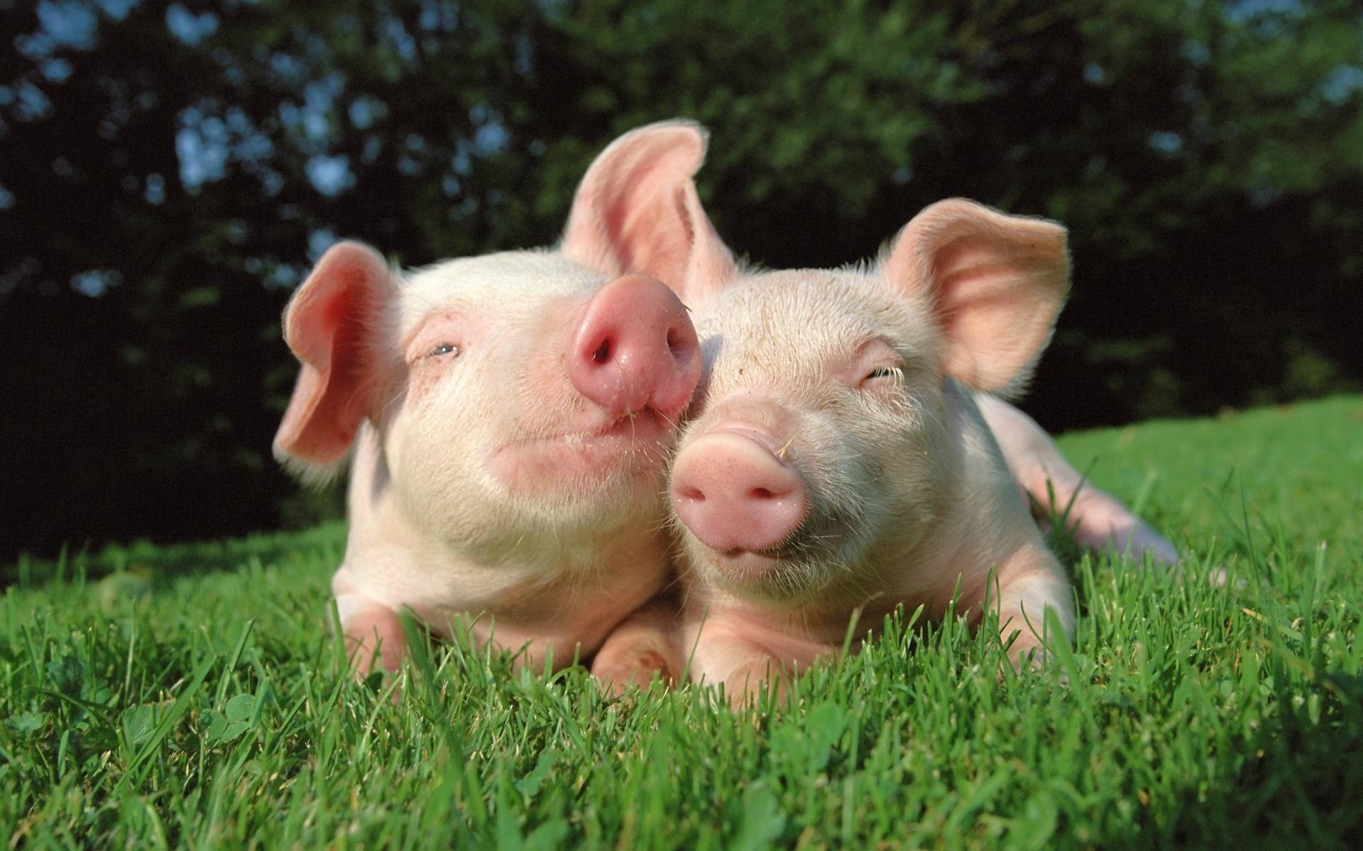 Bạn yêu thích lợn và đang tìm kiếm một bức ảnh đáng yêu về lợn? Đừng bỏ qua bức ảnh này nhé! Chú lợn đáng yêu ấy sẽ khiến bạn không thể rời mắt.