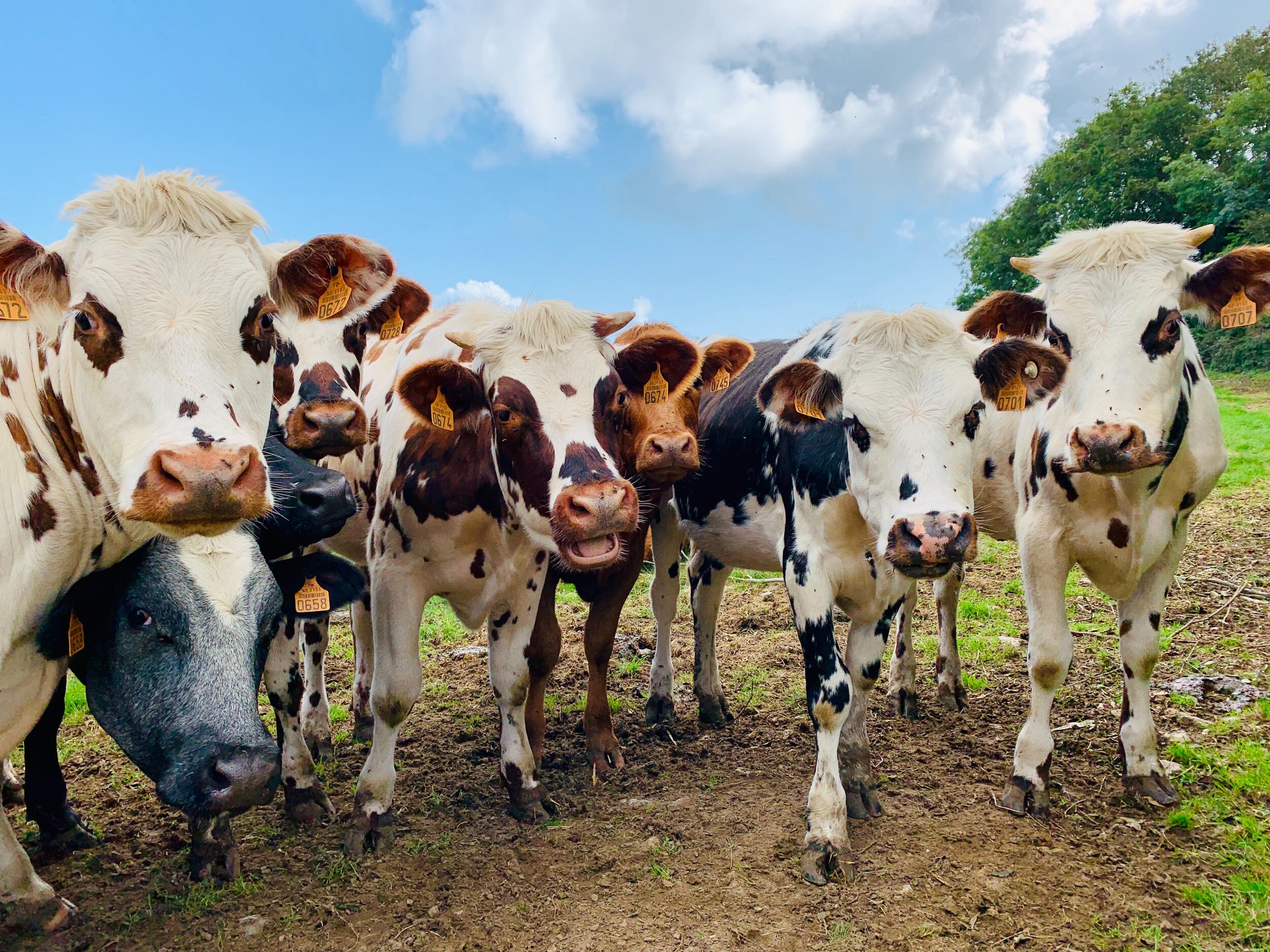 Cuộc sống khắc nghiệt của những con bò sữa ở Australia  Đời sống   Vietnam VietnamPlus